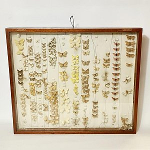 Cased Collection Of Moths