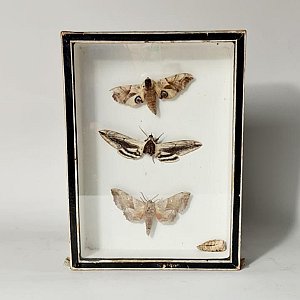 Cased Moth Collection