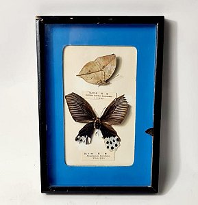 Cased Butterfly Display