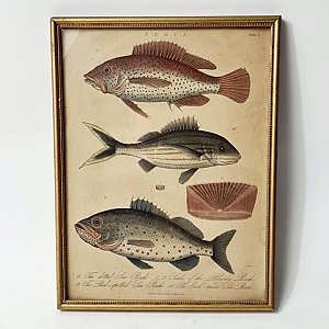 Framed Picture Of Fish - Perch