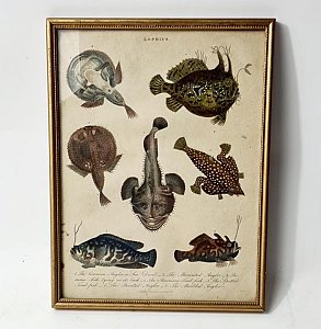Framed Picture Of Fish - Monkfish