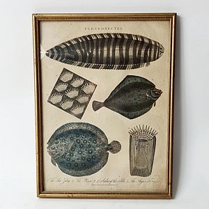 Framed Picture Of Fish - Flounders