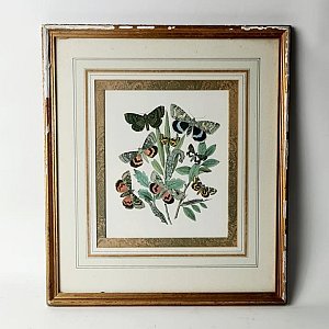 Framed Picture Of Butterflies
