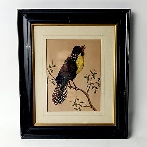 Framed Picture Of Bird (real feathers)
