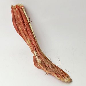 Anatomical Wax Model Of Leg