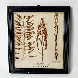 Framed Botanical Specimen