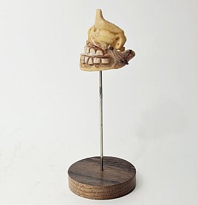 Jaw Model On Stand