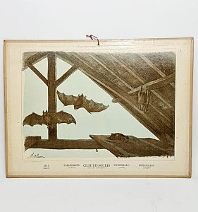 Bat Print