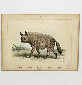 Hyena Print