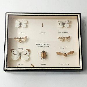 Specimens In Case