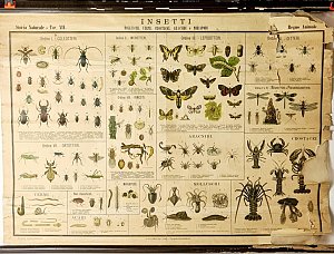 Insect Chart