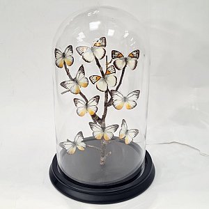 Domed Butterfly Display