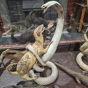 Taxidermy Snake and Mongoose
