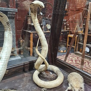 Taxidermy Snake