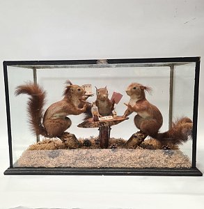 Diorama of Taxidermy Squirrels
