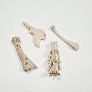 Small Animal Bones (each)