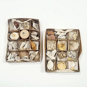 Period Shell Collections In Cardboard Trays (each)