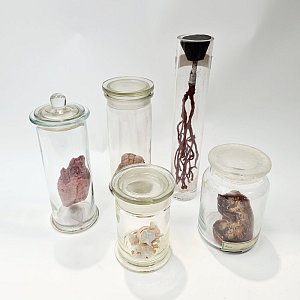 Small Imitation Organ In Jar (each)