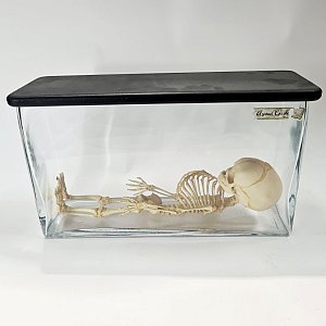 Composite Baby Skeleton In Jar