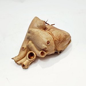 Human Heart Model