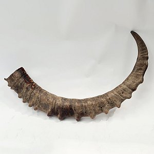 Large Antler / Horn