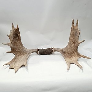 Moose / Elk Antlers