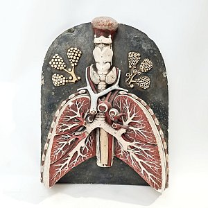 Period Anatomical Lung Model