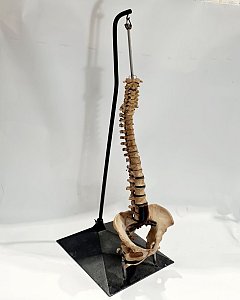 Period Spine Model (resin)