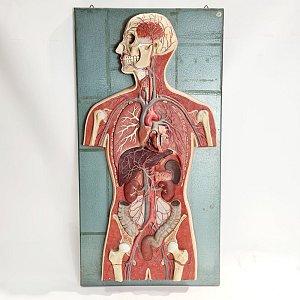 Anatomical torso on wall plaque 19th-20th c.