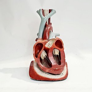 Large model heart