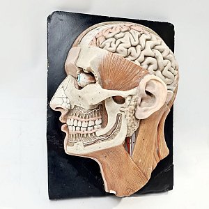 Period Plaster Anatomical Head
