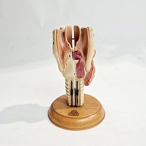 Model Thorax