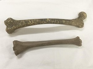 Large Human Bones (composite) - priced individually