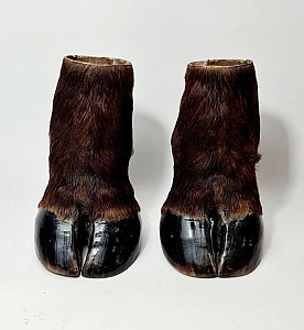 Ox Hoof Containers (each)