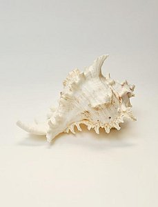 Large Shell