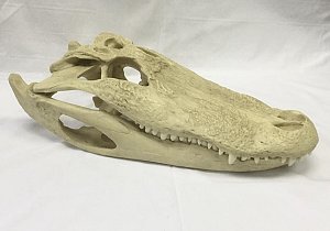 Alligator / Crocodile Skull (cast)