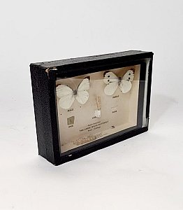 Small Cased Mounted Butterfly Collection