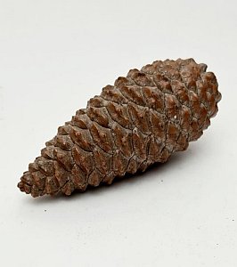 Pine Cone