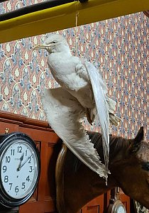 Taxidermy Seagull