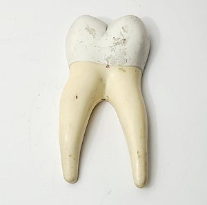 Tooth Model