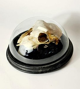 Sheep Skull Under Glass Dome