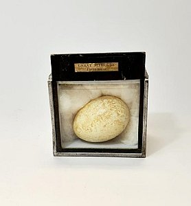 Imitation Egg In Case