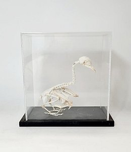 Bird Skeleton In Perspex Case