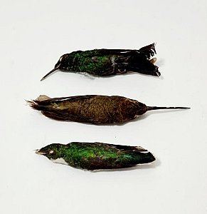 Dried Hummingbirds (priced individually)