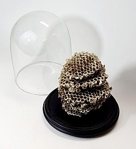 Honeycomb Under A Glass Display Done