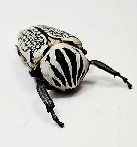 Beetle Specimen