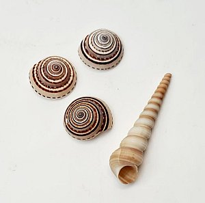 Assorted Shells (priced separately)