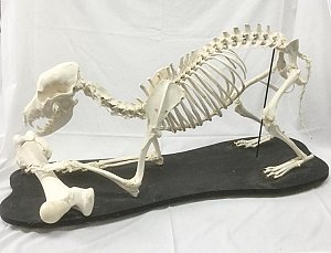 Large Mounted Dog Skeleton