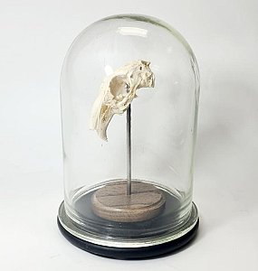 Mounted Rabbit Skull Under Glass Dome