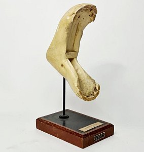 Small Model Horse Jaw